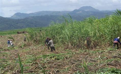 Ormoc Sugar Plantation Ruins! A Sweet Escape into History and Nature's Embrace