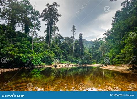 Taman Negara National Park: An Untamed Adventure Through Time and Biodiversity!