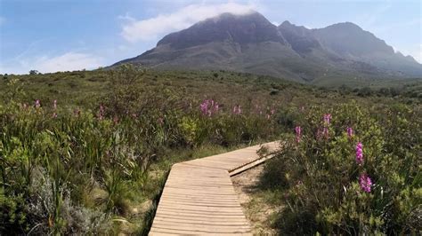 The Helderberg Nature Reserve: A Haven of Biodiversity and Breathtaking Trails!